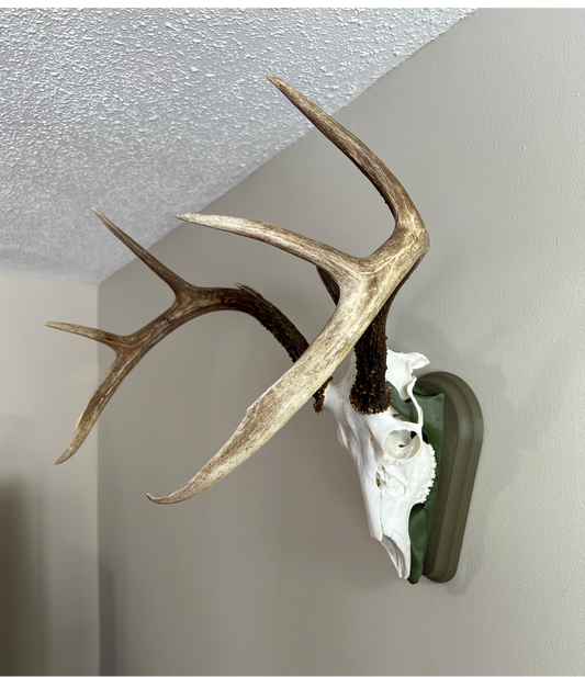 Whitetail Deer European Mount - Brown Uniform / Olive Green