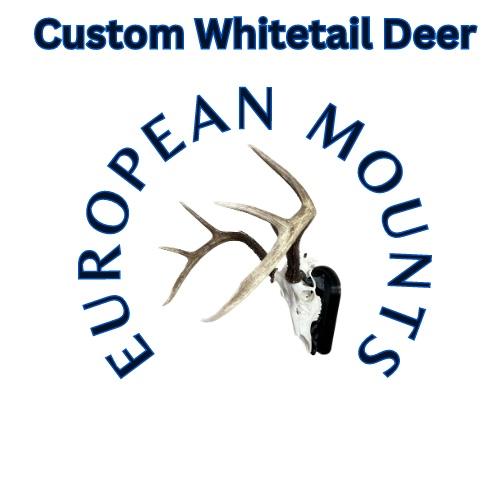 Custom Whitetail Deer European Mounts