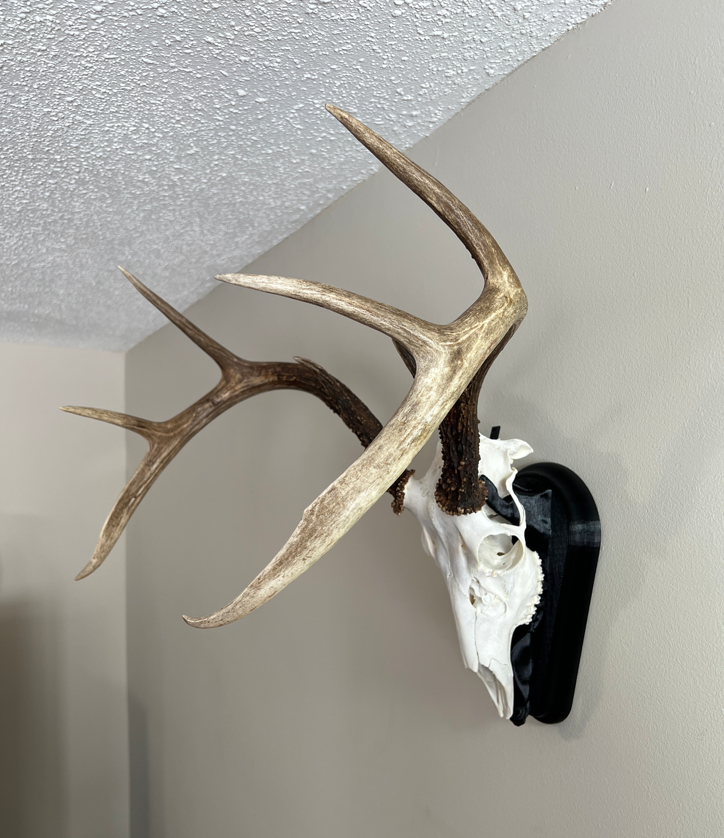 Whitetail Deer European Mount - Deep Black - 10 3/4L x 5