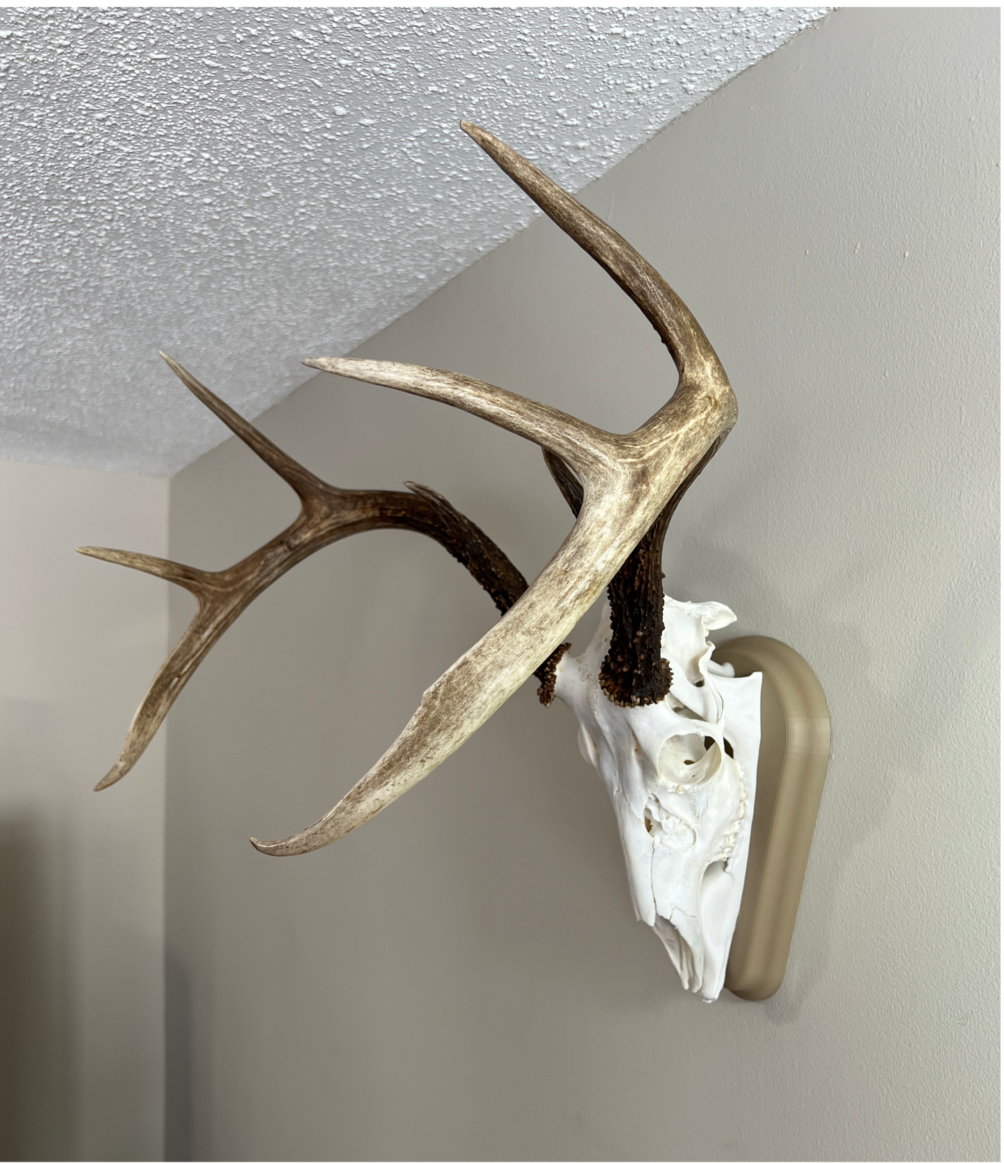 Whitetail Deer European Mount - Desert Storm / Polar White