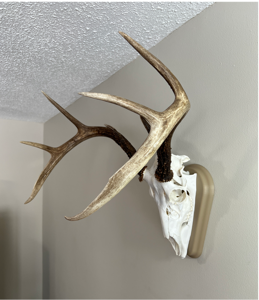 Whitetail Deer European Mount - Desert Storm / Polar White