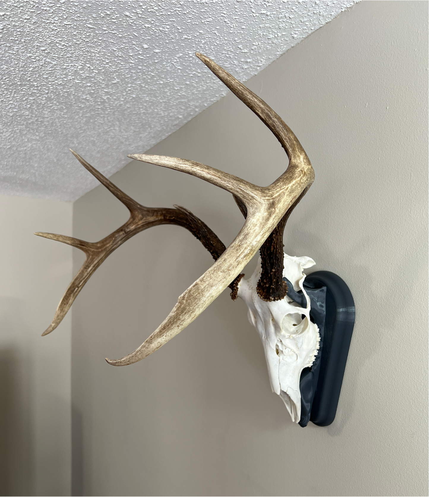 Whitetail Deer European Mount - Gunmetal Grey