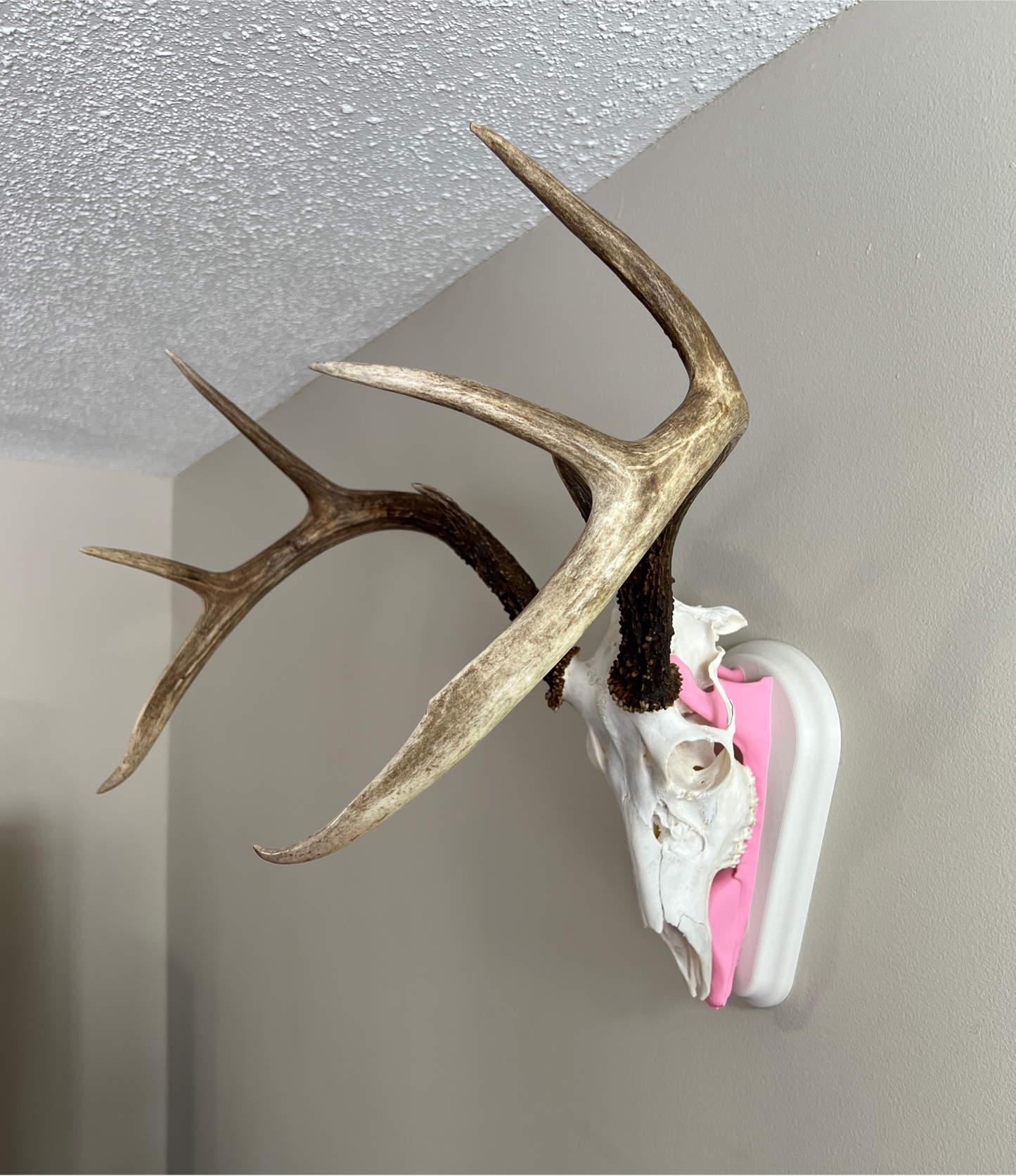 Whitetail Deer European Mount - Polar White/Pink - Custom Whitetail Deer European Mounts