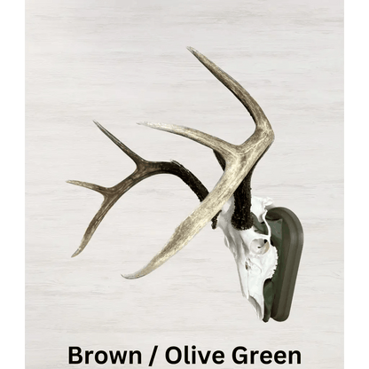 Whitetail Deer European Mount - Brown Uniform / Olive Green