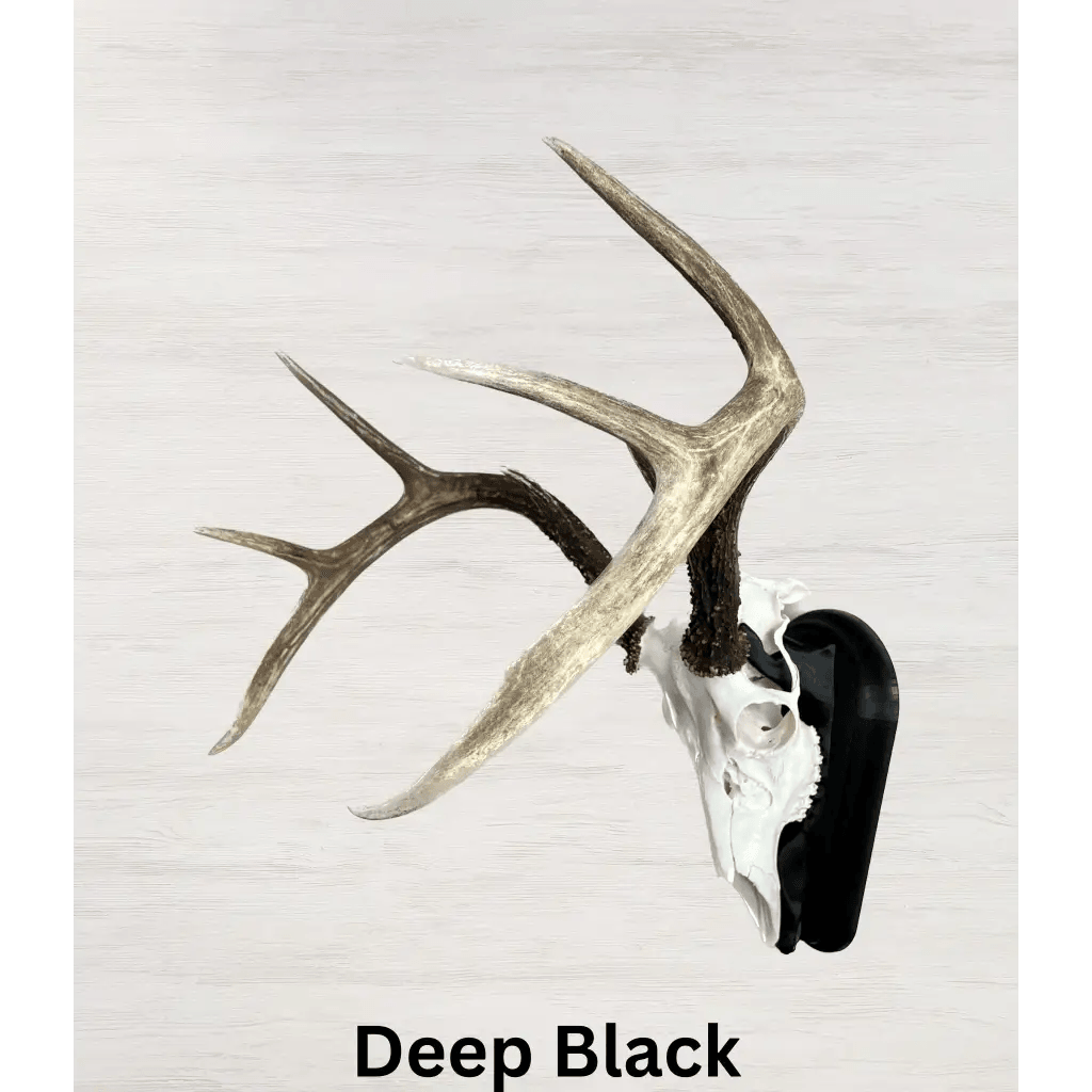 Whitetail Deer European Mount - Deep Black - 10 3/4L x 5