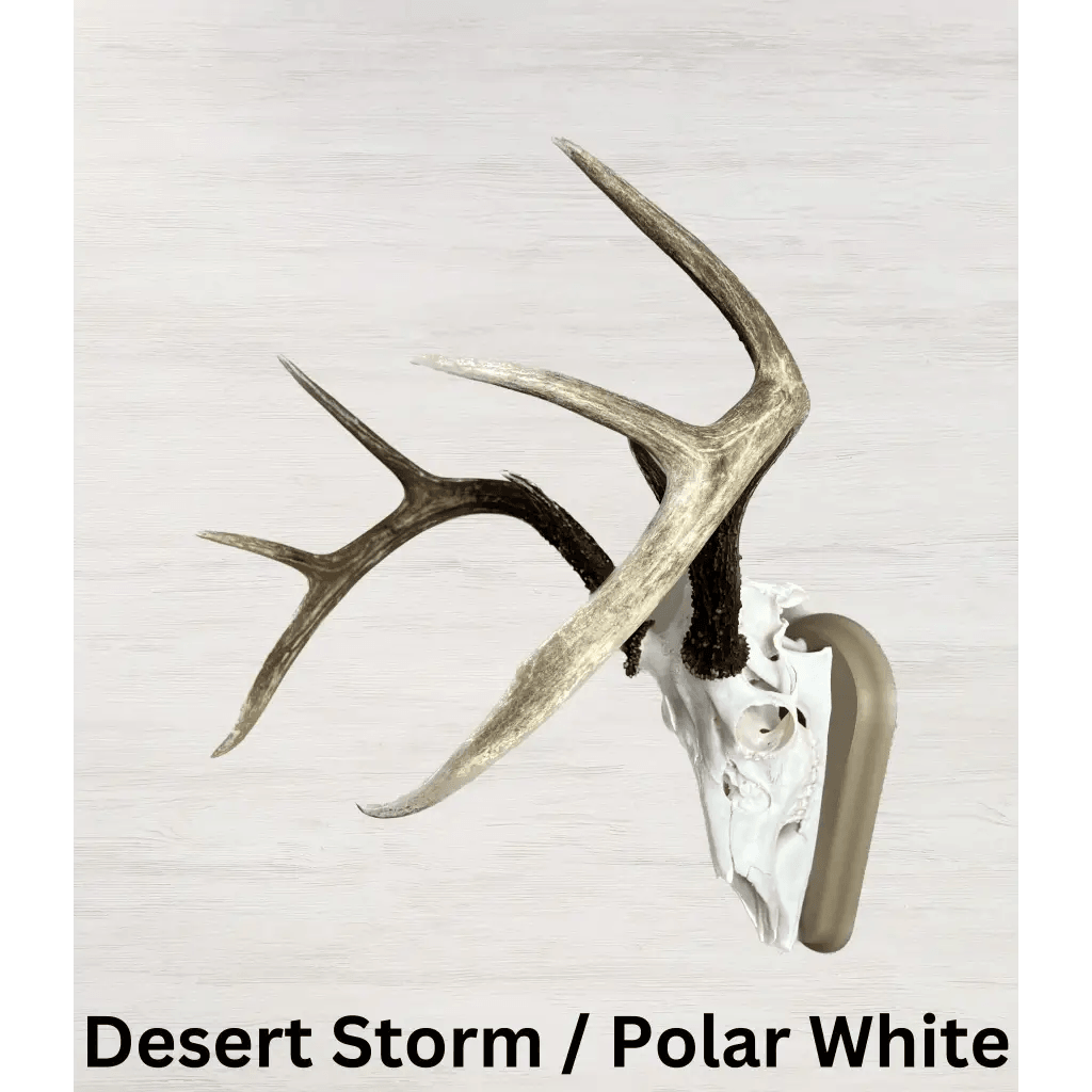 Whitetail Deer European Mount - Desert Storm / Polar White