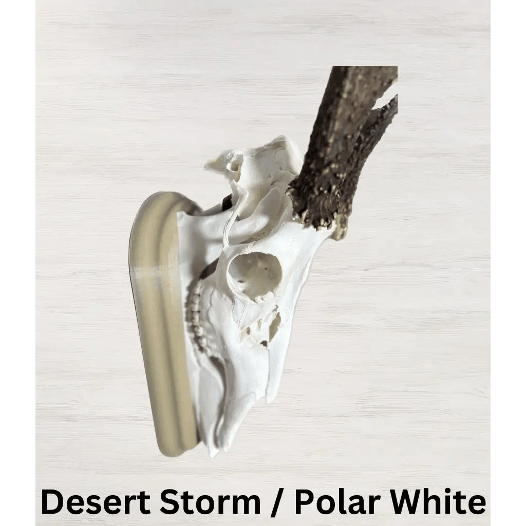 Whitetail Deer European Mount - Desert Storm / Polar White -