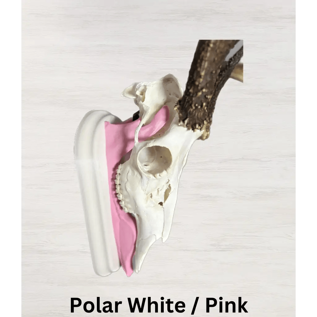 Whitetail Deer European Mount - Polar White/Pink - 10 3/4L x