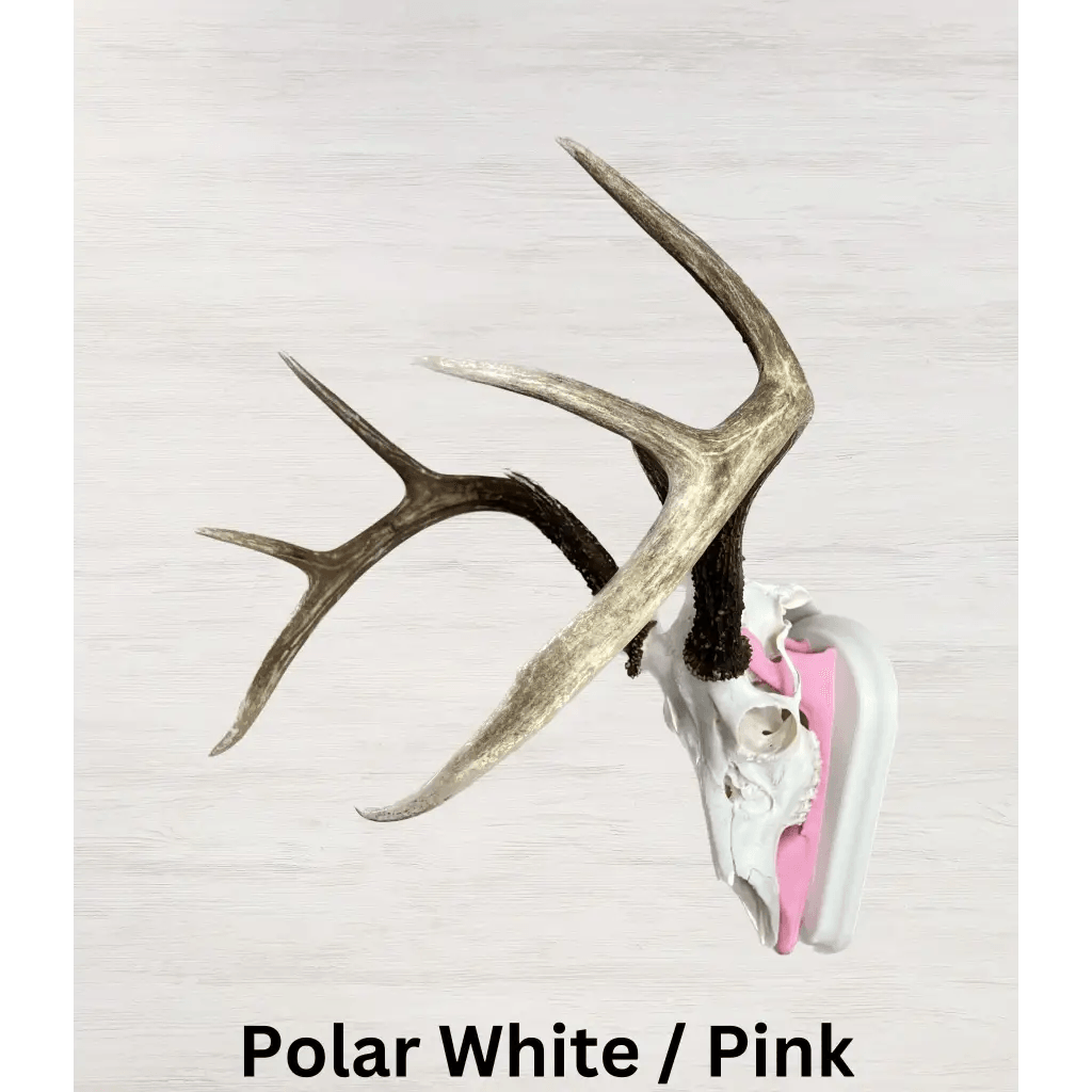 Whitetail Deer European Mount - Polar White/Pink - Custom Whitetail Deer European Mounts